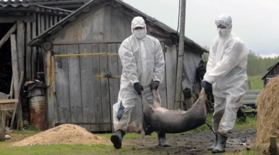 План по предотвращению появления чумы свиней обсудили в Алтайском крае 