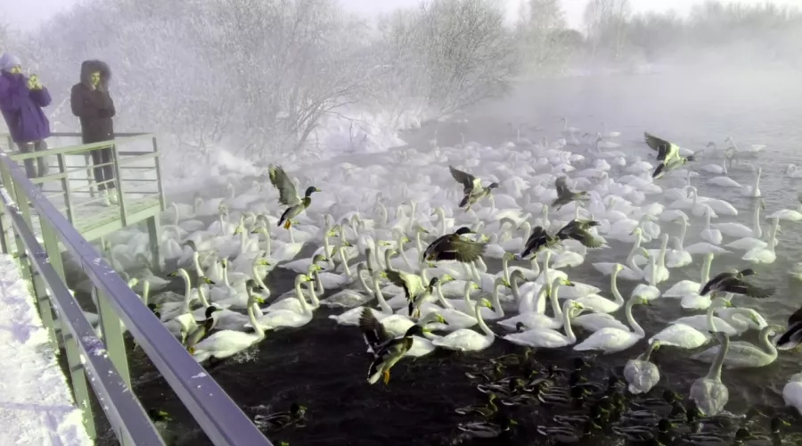 Зимующих на Алтае лебедей усиленно кормили в морозы