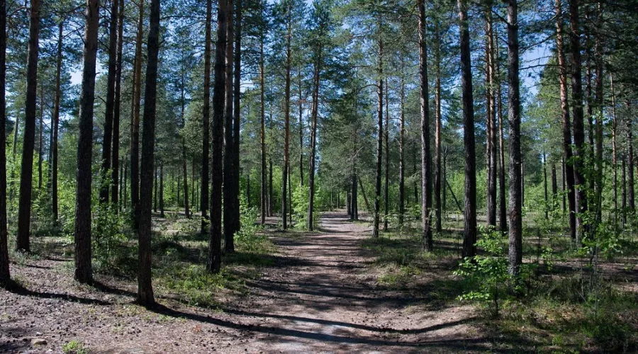 Количество лесов в Алтайском крае должно заметно увеличиться