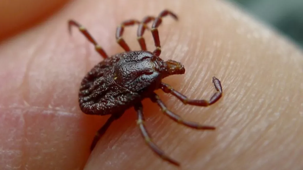 В Сибири из-за укуса клеща подросток впал в кому и находился на ИВЛ В Сибири из-за укуса клеща подросток впал в кому и находился на ИВЛ - Информационный портал "Бийский рабочий", 15.04.2026