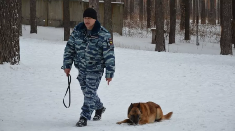 Служебный пес помог раскрыть кражу в Бийском районе 