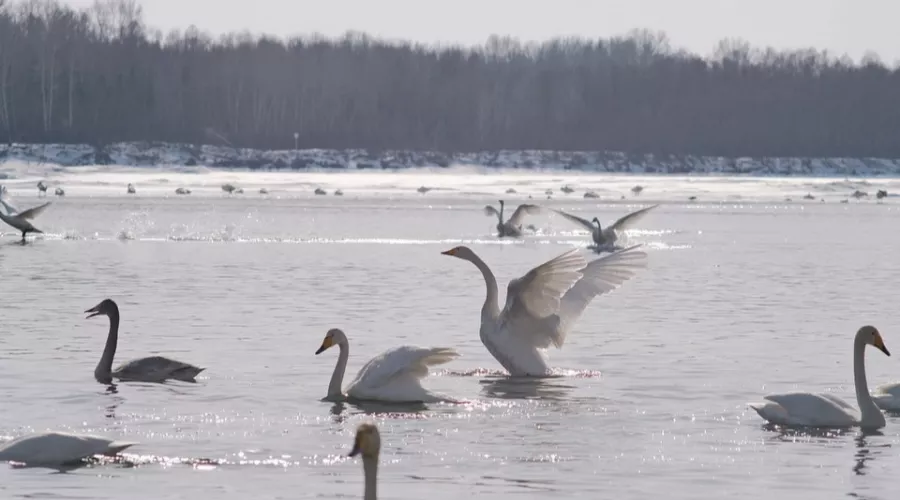 Зимовка закончилась: лебеди покидают озеро Светлое