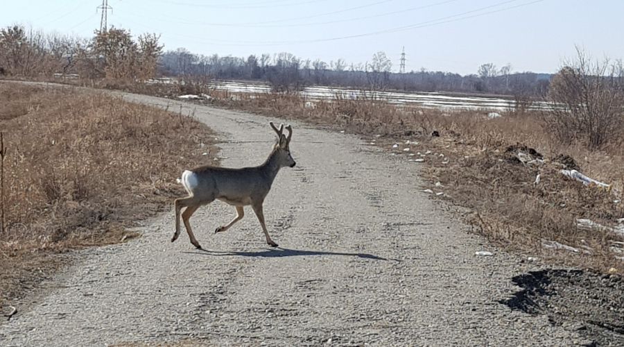 Косуля в афганском казане. Косуля в городе. Косуля перебегает дорогу. Косули Белокуриха.