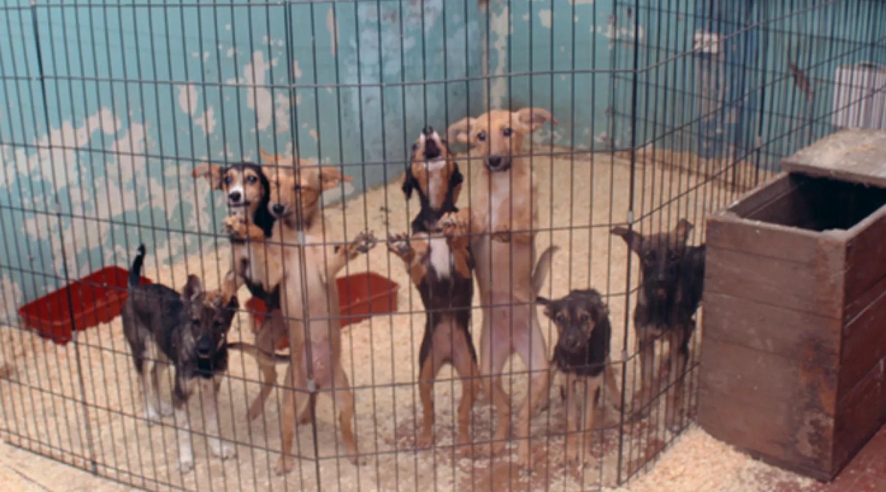 Приют для бездомных животных