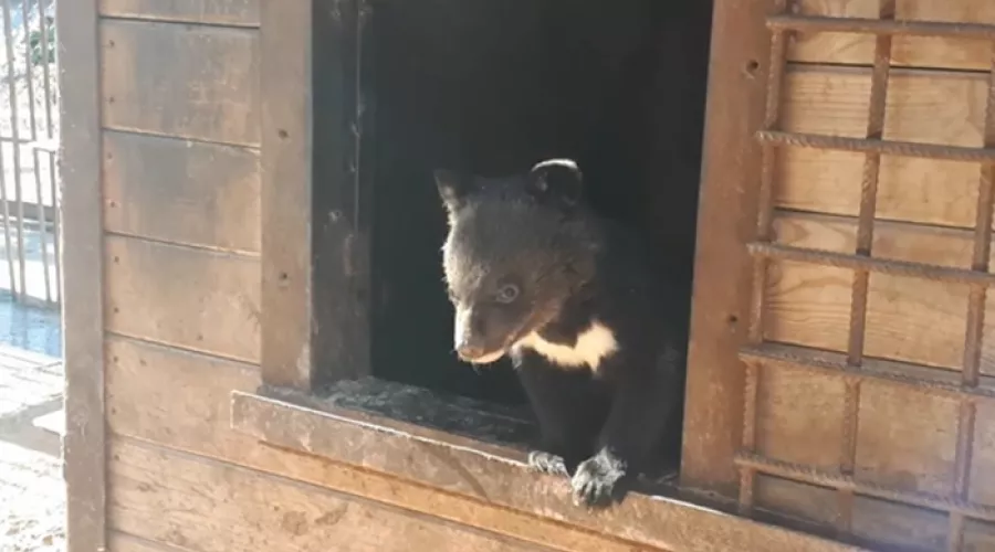 В барнаульском зоопарке гималайские медвежата впервые вышли из берлоги