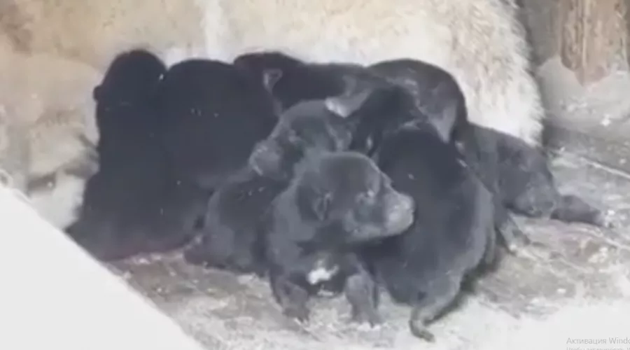 Канадские черные волчата родились в барнаульском зоопарке