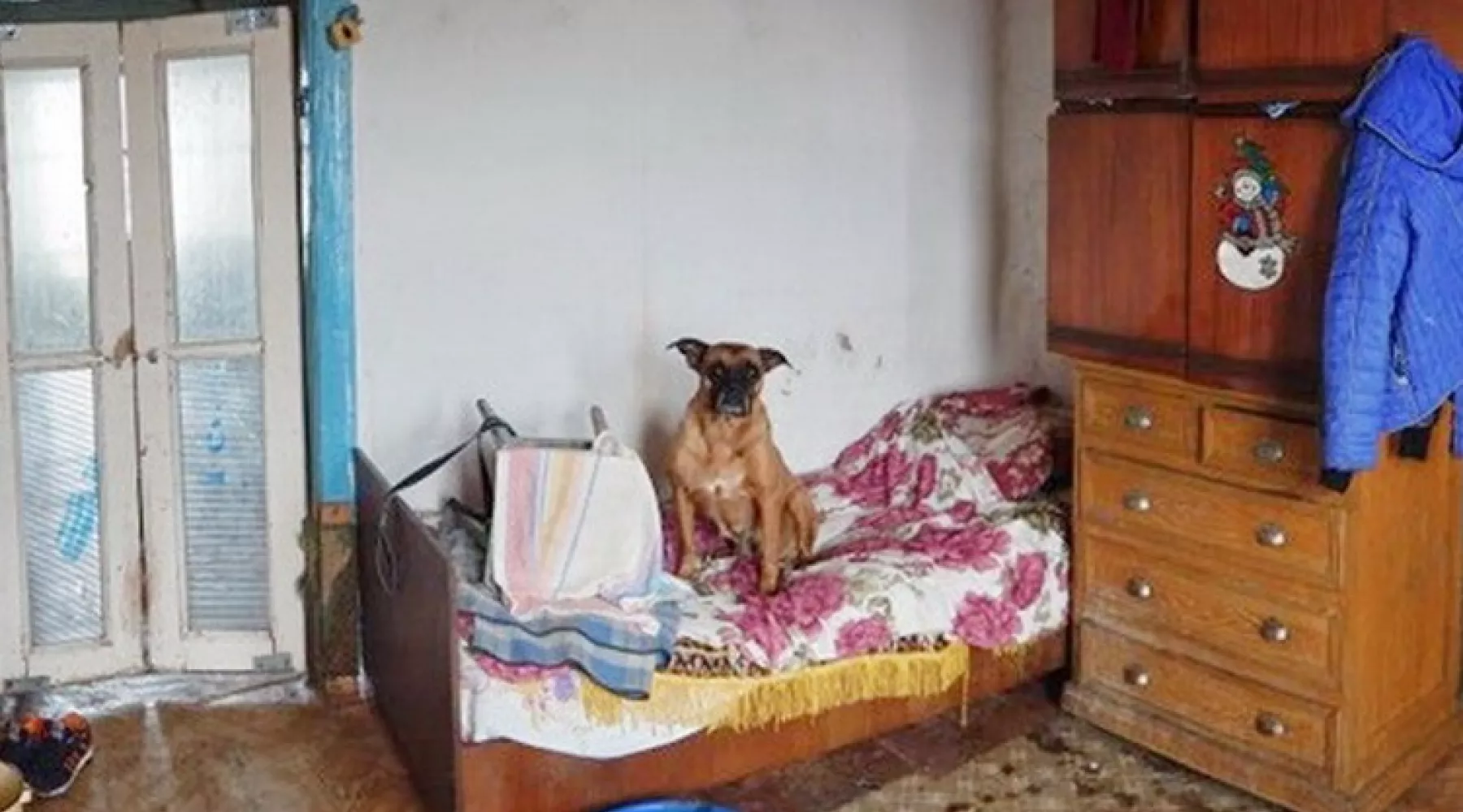 Подозреваемого в краже из приюта для животных задержали бийские полицейские