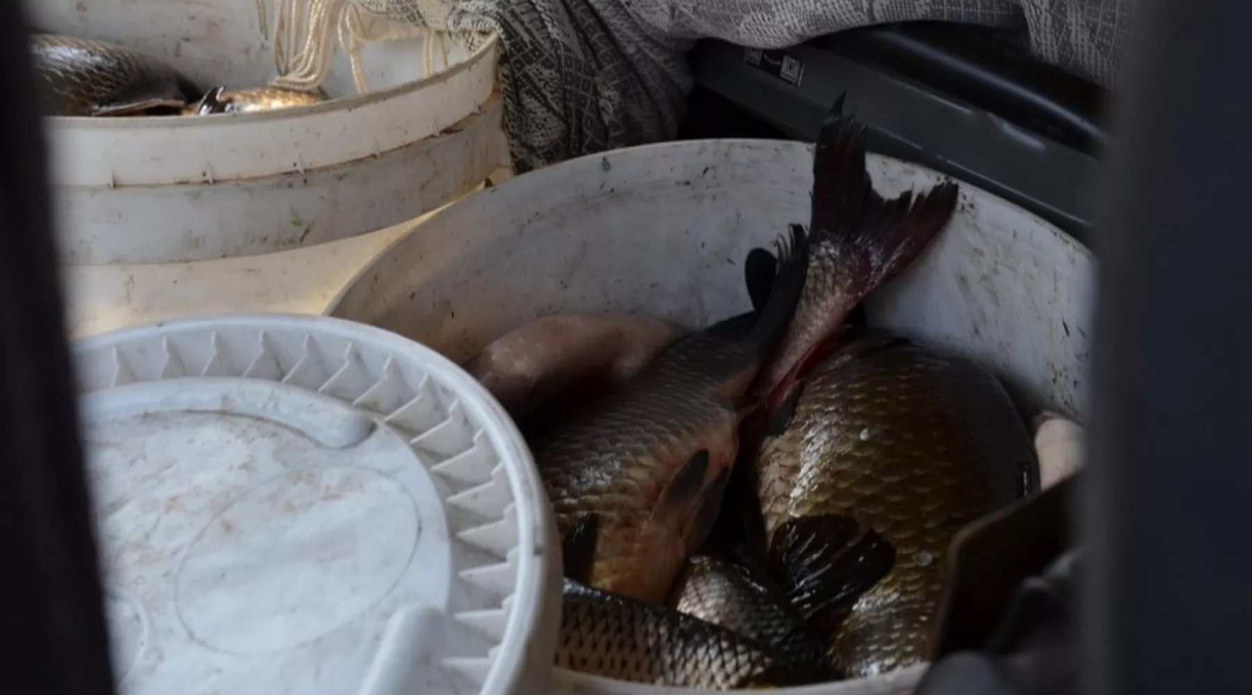 Ограничение на вылов рыбы введено в Бийске, Бийском и Солтонском районах