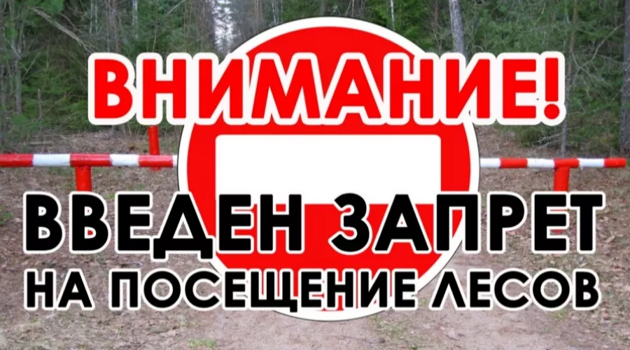 Запрет на посещение лесов введен в Алтайском крае 