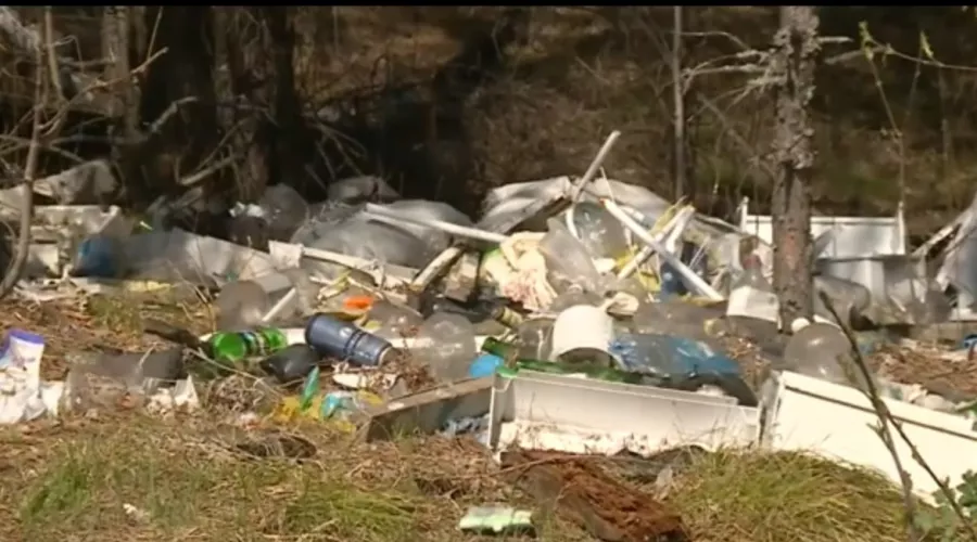Сосновый бор на окраине Бийска превращается в полигон бытовых отходов
