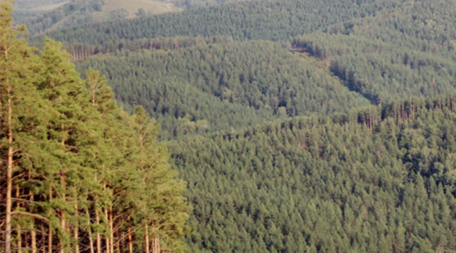 Китай входит в число крупнейших зарубежных покупателей леса в Алтайском крае 