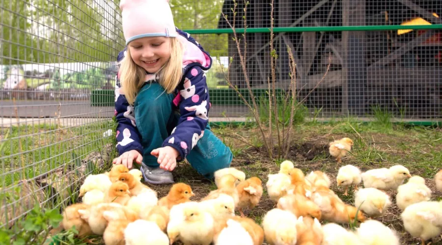 Праздник для детворы проходит 2 июня в барнаульском зоопарке — День цыпленка