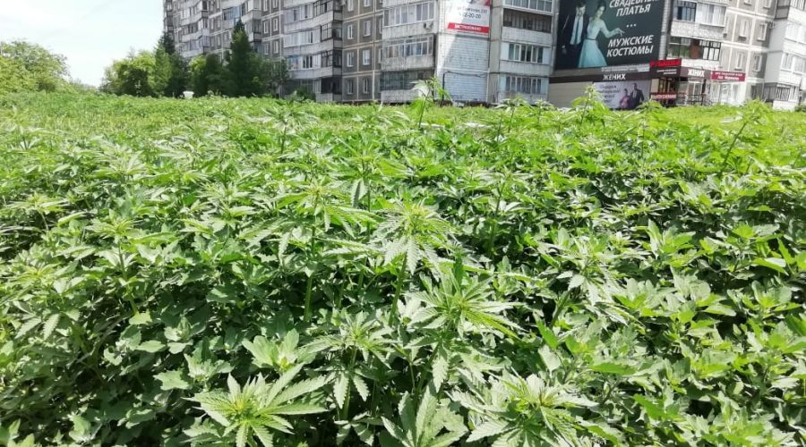 Бийск марихуана семена почтой по россии сибирский сад