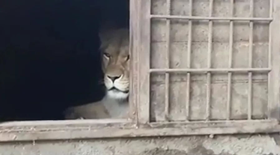Три львенка родились в барнаульском зоопарке 