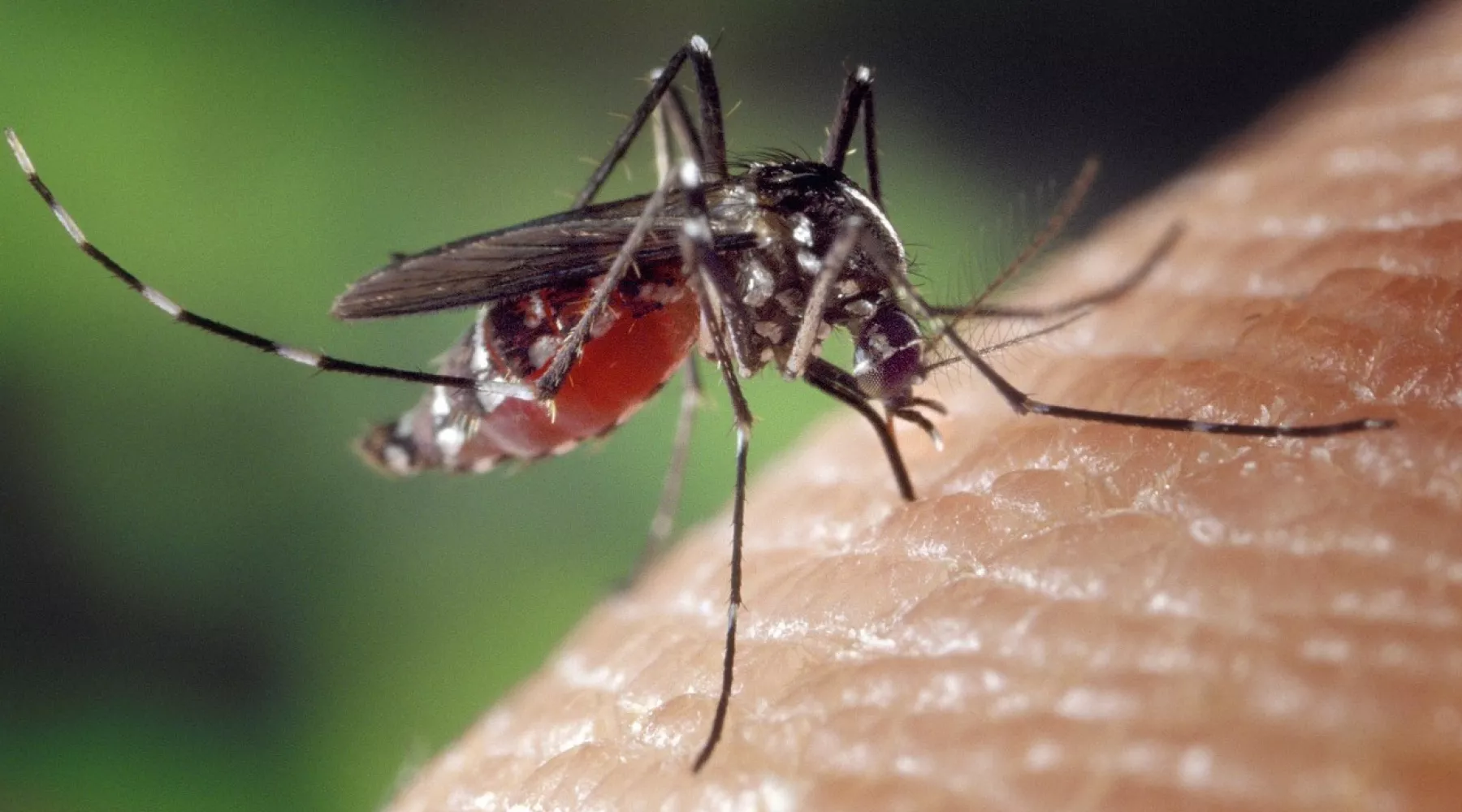Резкий рост численности комаров отмечается на Алтае 