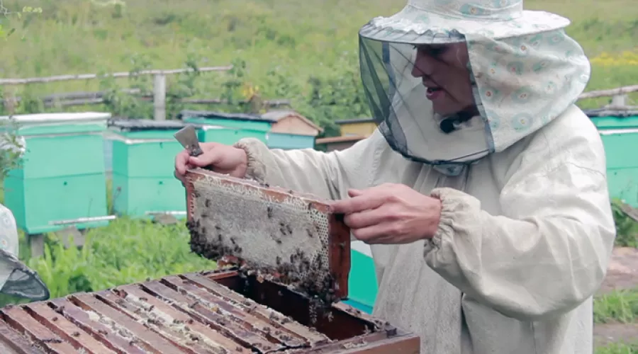 Пчелы массово гибнут в Алтайском крае 