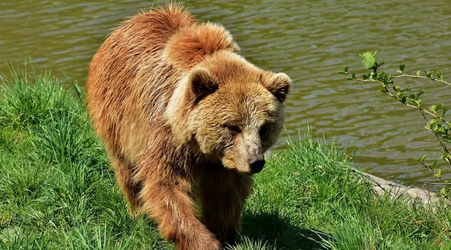Охота на бурого медведя вскоре откроется в Алтайском крае 