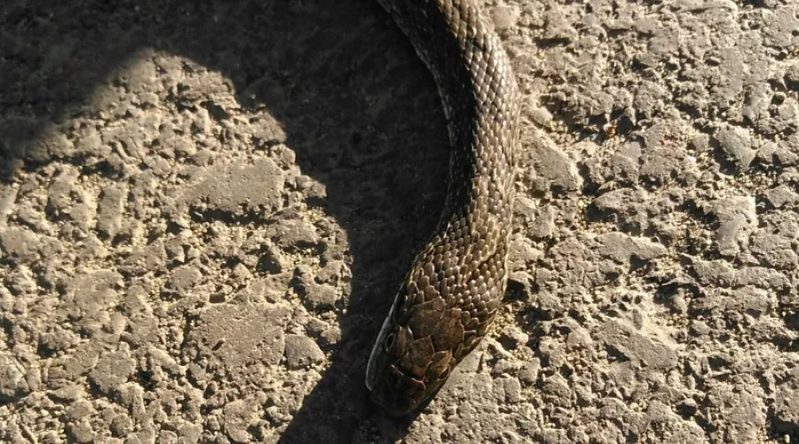 Бийчане пытаются определить вид змеи, найденной на дороге в промзоне 
