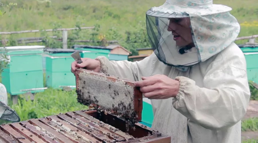 В крае изучается возможность помощи пчелохозяйствам после массовой гибели пчел