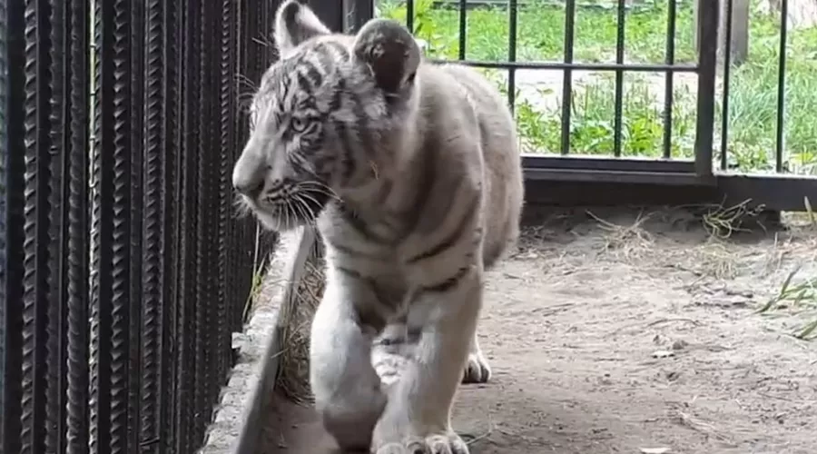 Белого тигренка увидят посетители барнаульского зоопарка в День тигра, 28 июля