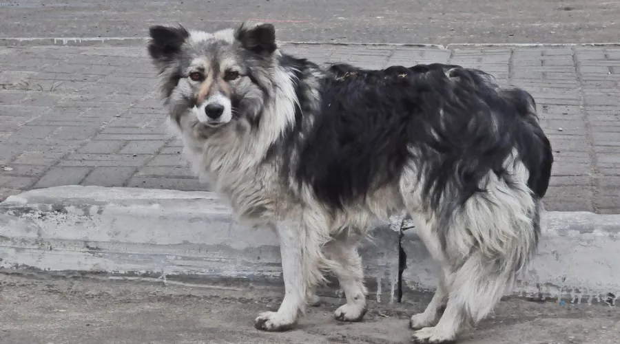 «Бродячая» проблема: бийчане все чаще жалуются на бездомных собак