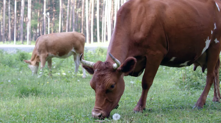 В Алтайском крае возросло производство молока и мяса