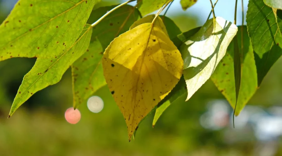 Гидрометцентр объяснил, почему в этом году рано пожелтели листья 
