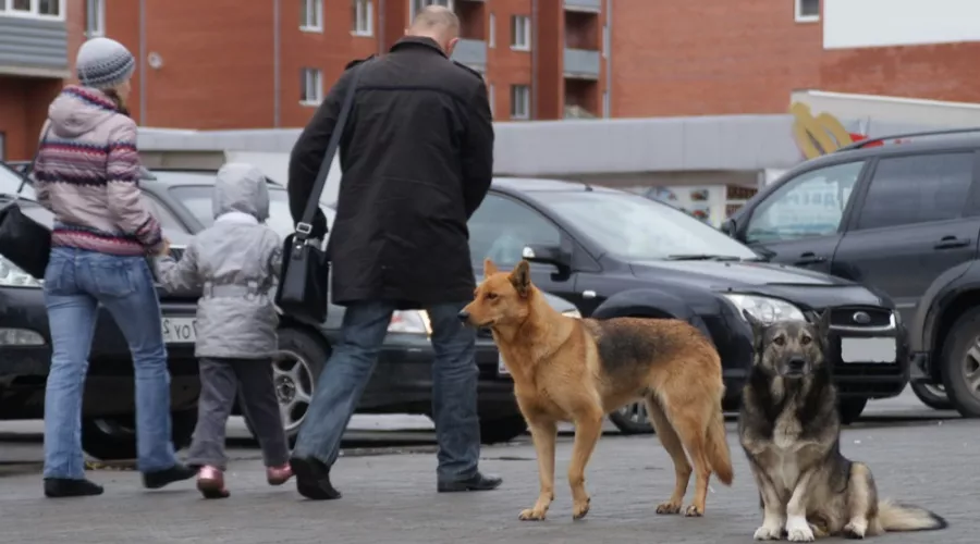 Кто и какими способами борется с бездомными собаками в Бийске