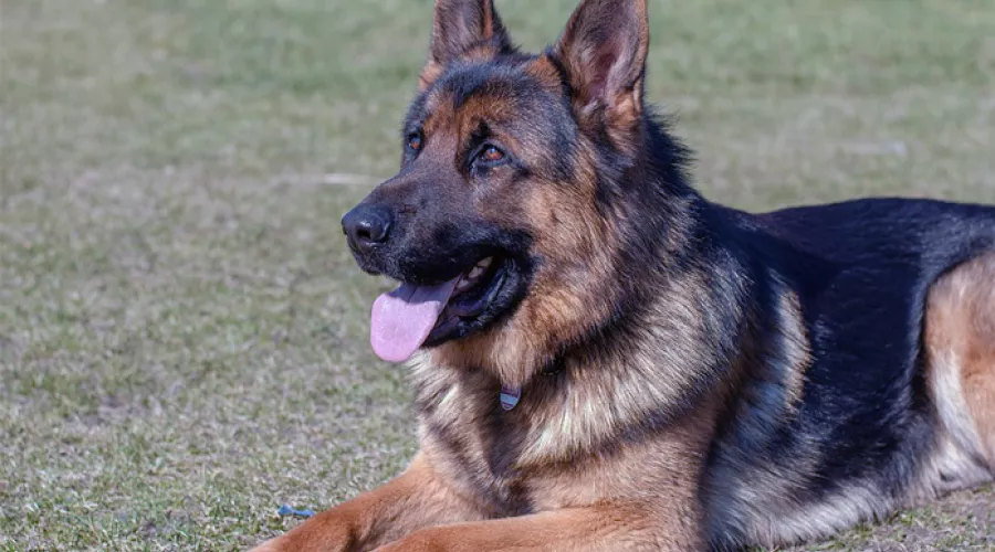 Служебный пес помог раскрыть кражу в Бийском районе 