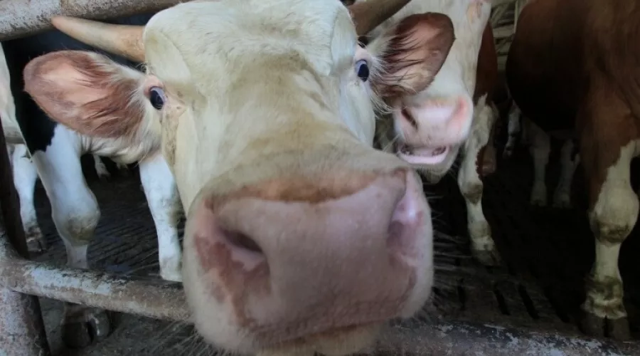 Бийский район стал лидером по производству молока в крае