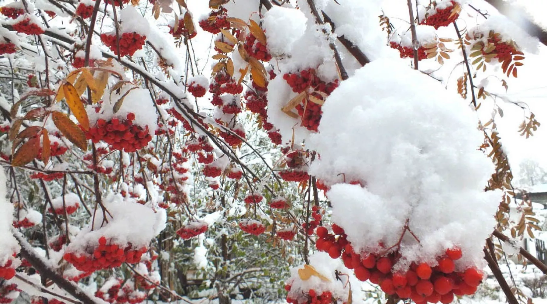Обильный снегопад накрыл Бийск, но тепло еще вернется