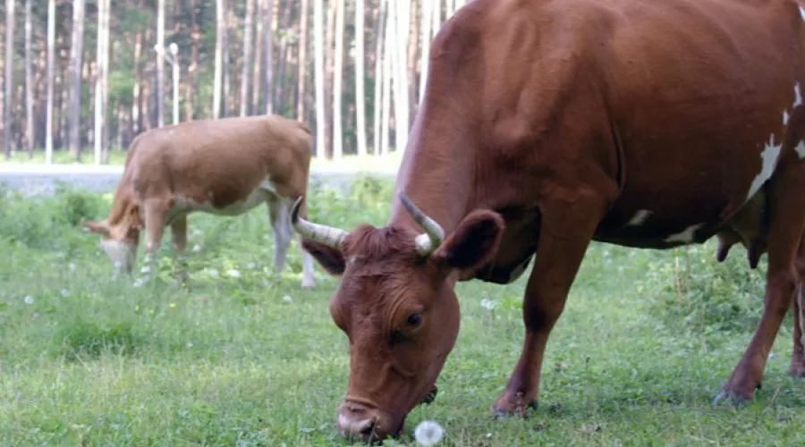 Буренок для молочной промышленности закупает Россия в Европе