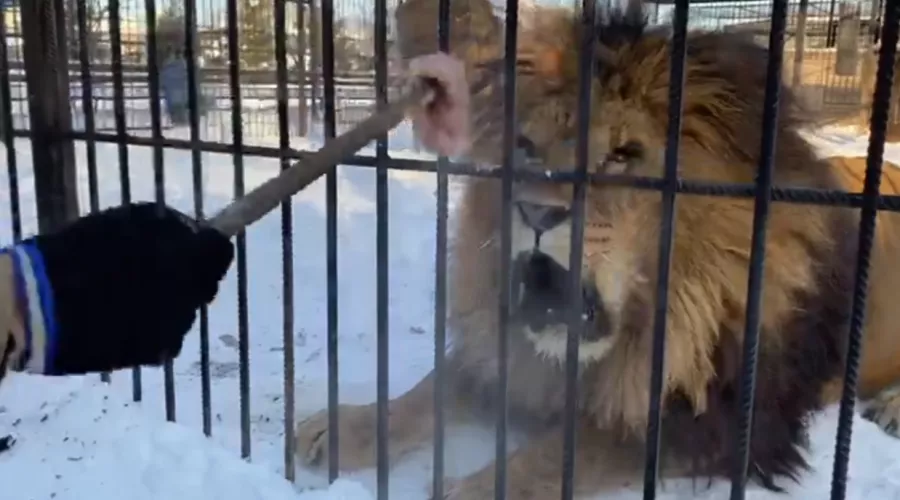 Новую акцию для посетителей запустил с наступлением зимы Барнаульский зоопарк 