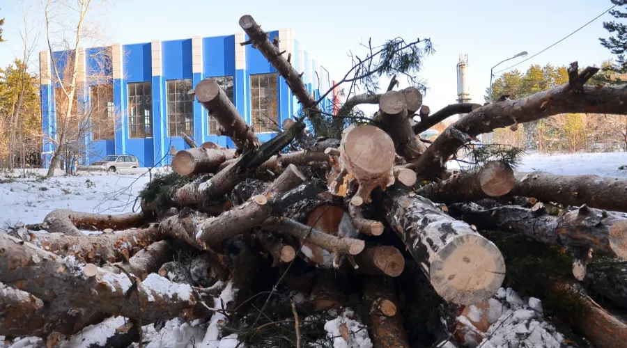 Мама дорогая, обалдеть: в Бийске в лесопарковой зоне АБ вырубают деревья