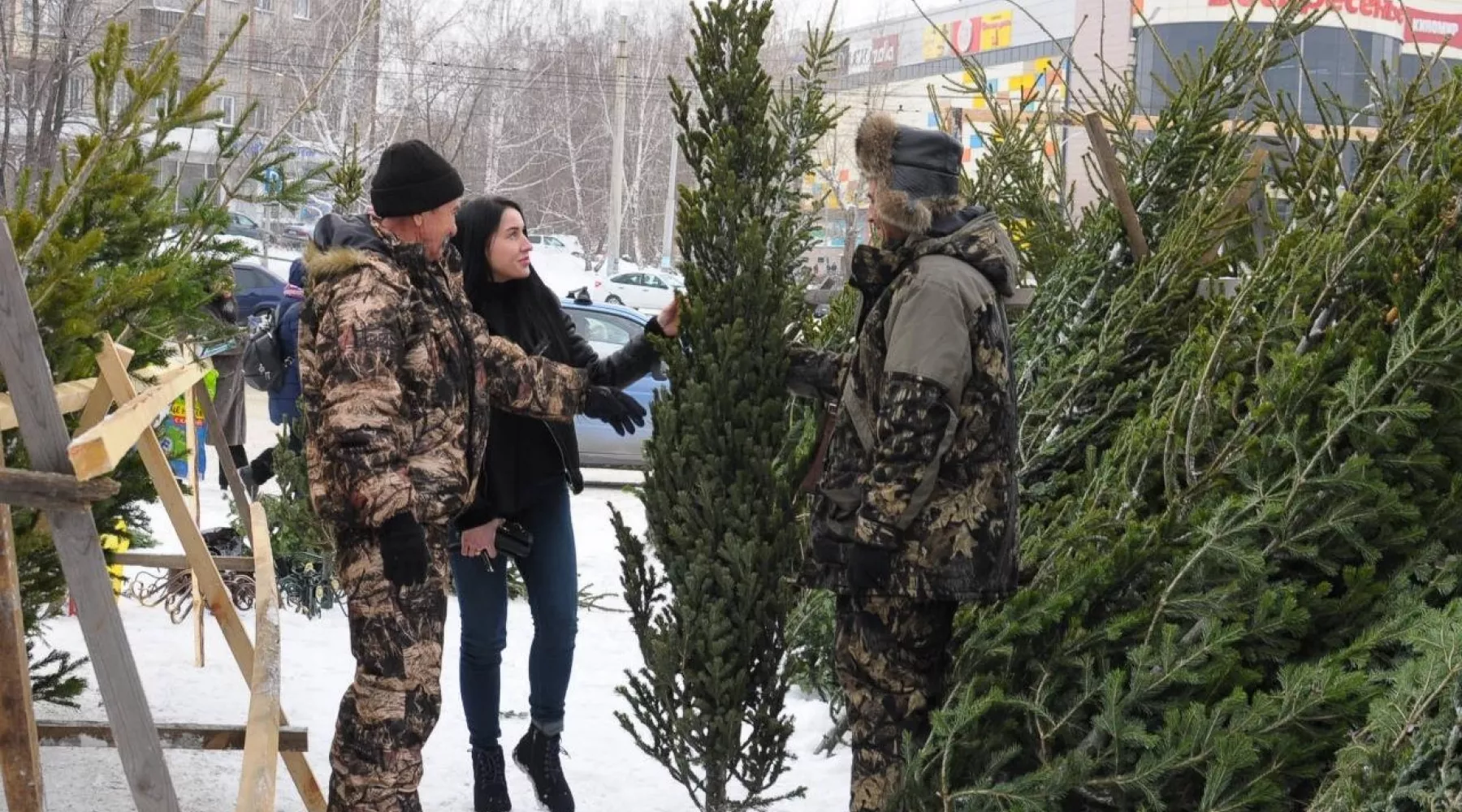 Срубили нашу ёлочку: 5 тысяч рублей штрафа можно получить за рубку хвойных