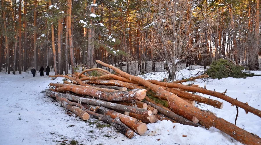 Почему на АБ рубили деревья и как защитить лес в будущем
