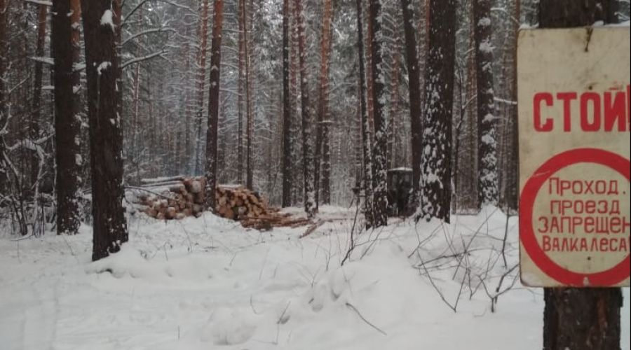 Бийск лес Заречье. Дендрарий Бийского лесхоз-техникума. Лесной ленд Бийск Лесное. Название бийских лесов.