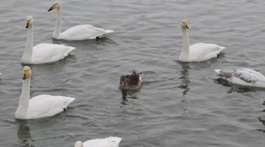 Лебеди из Молодёжки приютили дикого гусёнка