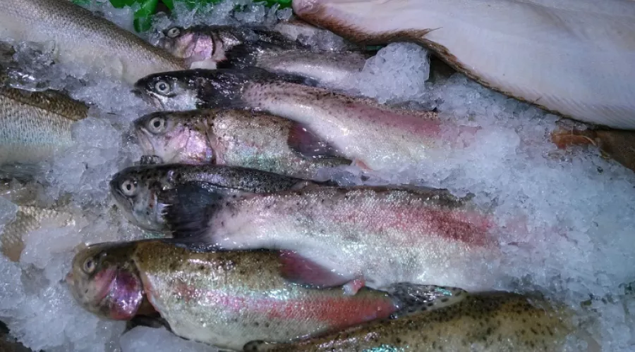 Индикаторы, определяющие повторную заморозку рыбы, разработали в Сибири