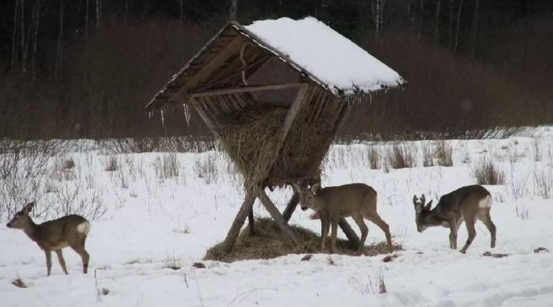 косули, подкормка