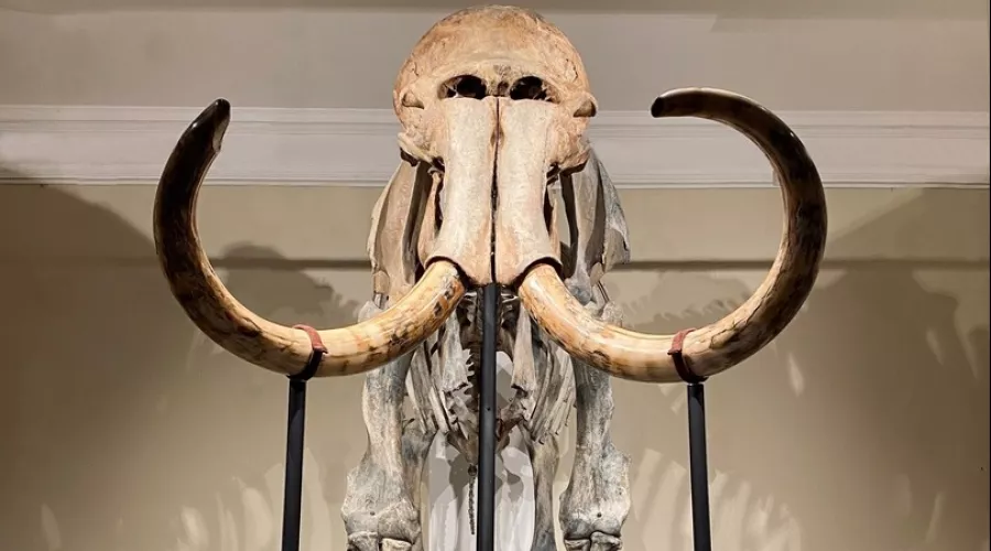 Шерстистого мамонта в Новосибирском краеведческом музее назвали Самсоном