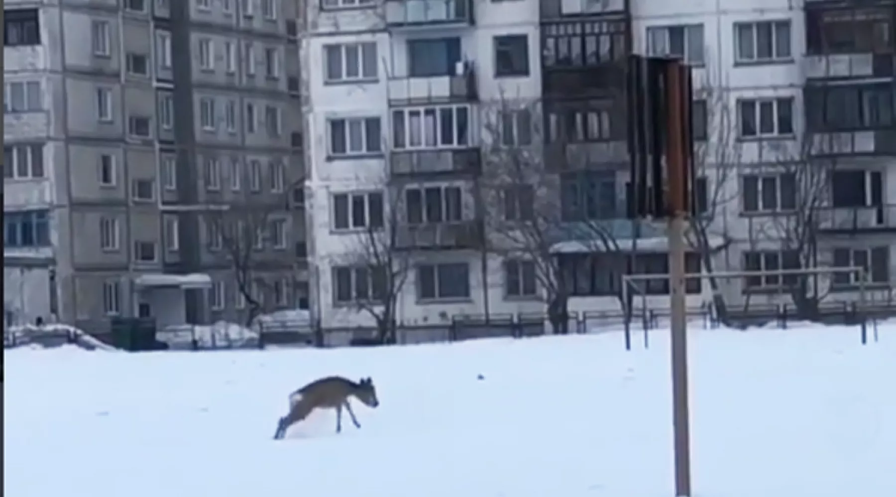 Косулю, бредущую по снегу практически в центре Бийска, сняли на видео