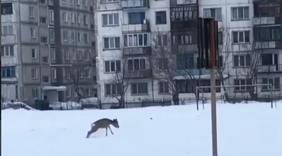 Косулю, бредущую по снегу практически в центре Бийска, сняли на видео