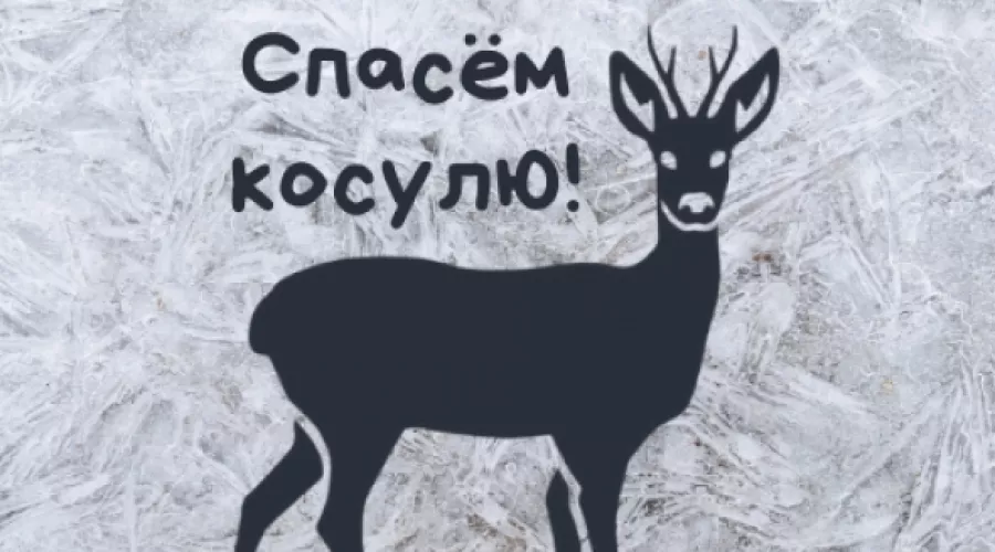 Творческий конкурс «Спасем косулю!» проходит в Алтайском крае