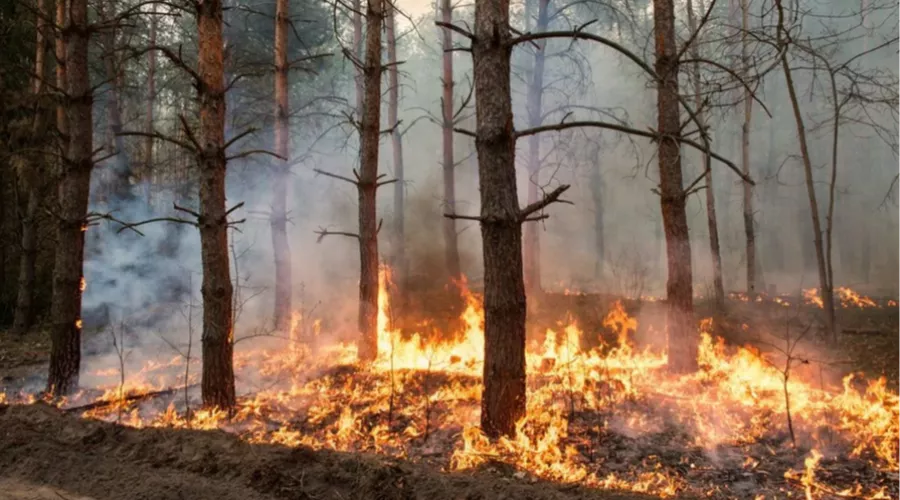 В апреле в Алтайском крае уже горело 30 гектаров лесов