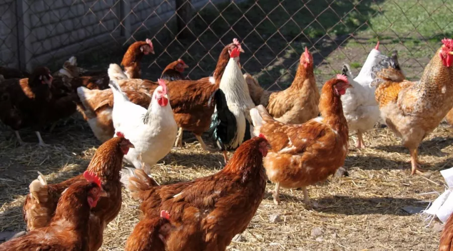 Переполох в курятнике: на Алтае дачники подали в суд на соседей из-за куриц