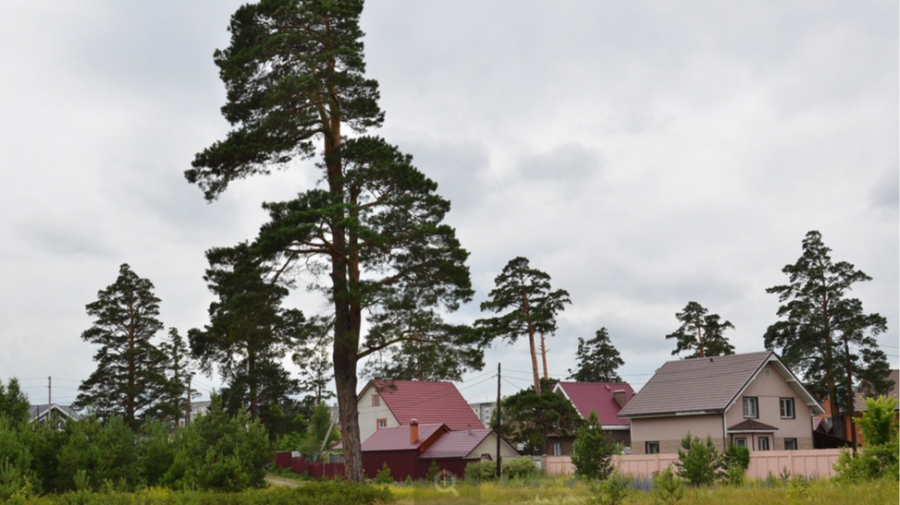 Многие выбрали Заречье для строительства домов как раз из-за близости к лесу.