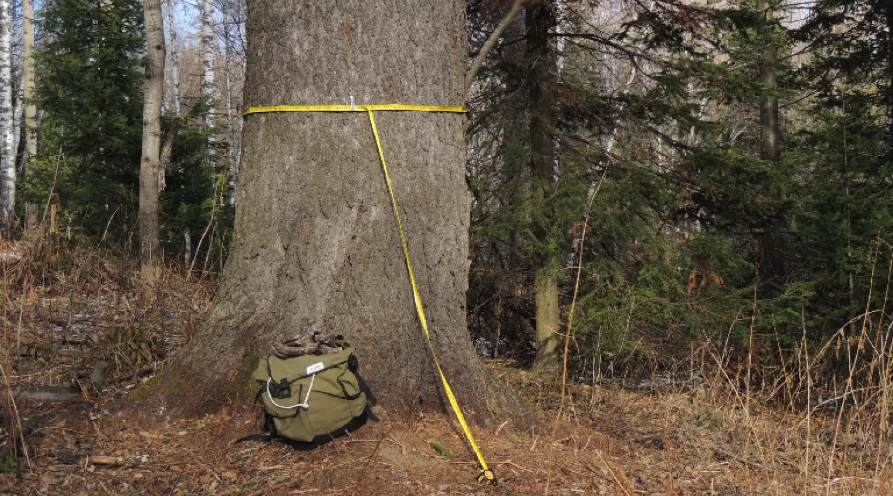  Алтайские деревья-гиганты внесут в реестр удивительных деревьев России