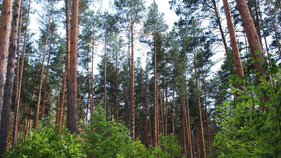 Леса в черте Бийска имеют статус защитных.