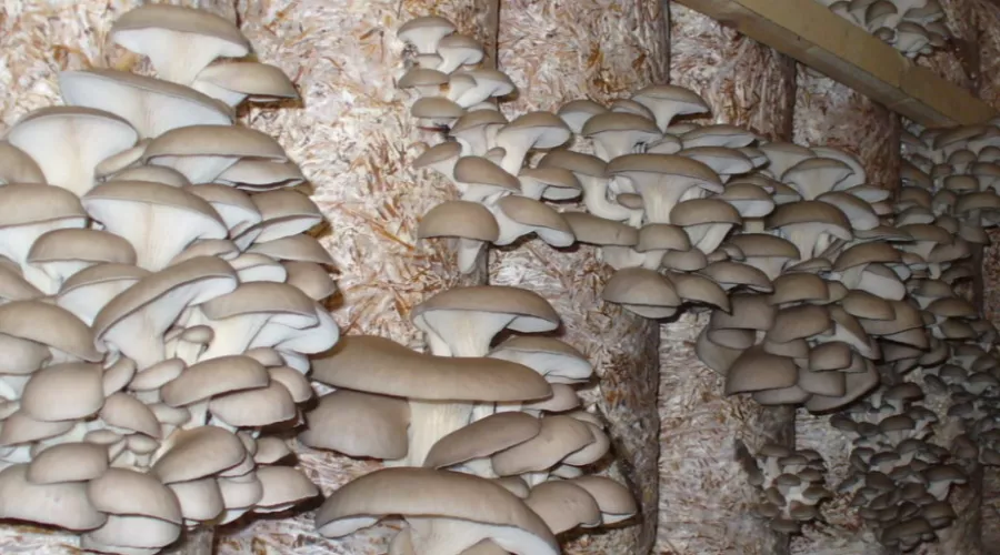 Бийчанам предлагают выращивать грибы за 2,5 млн рублей